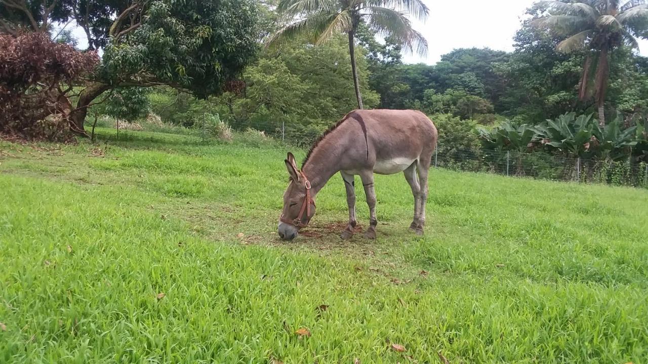 Papaikou Island Goode'S - Luxury Adult Only Accommodation Near Hilo מראה חיצוני תמונה