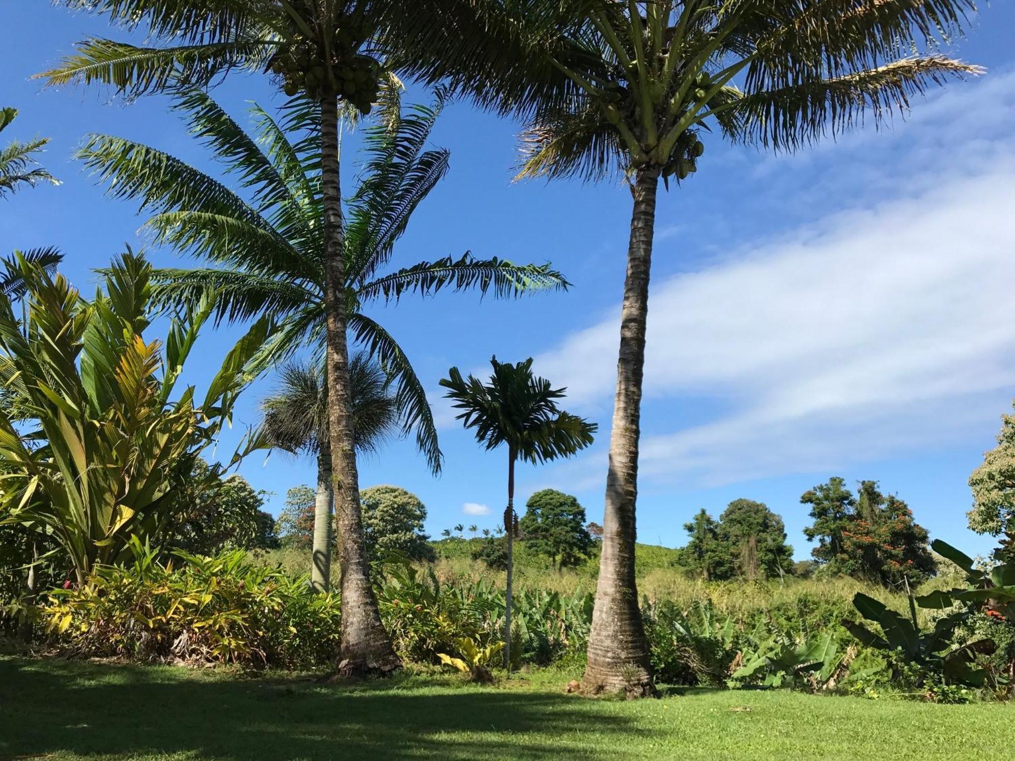 Papaikou Island Goode'S - Luxury Adult Only Accommodation Near Hilo מראה חיצוני תמונה