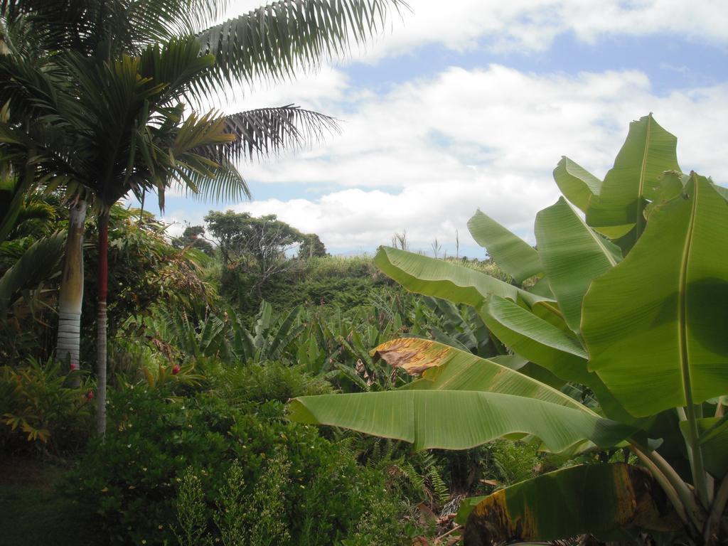 Papaikou Island Goode'S - Luxury Adult Only Accommodation Near Hilo מראה חיצוני תמונה