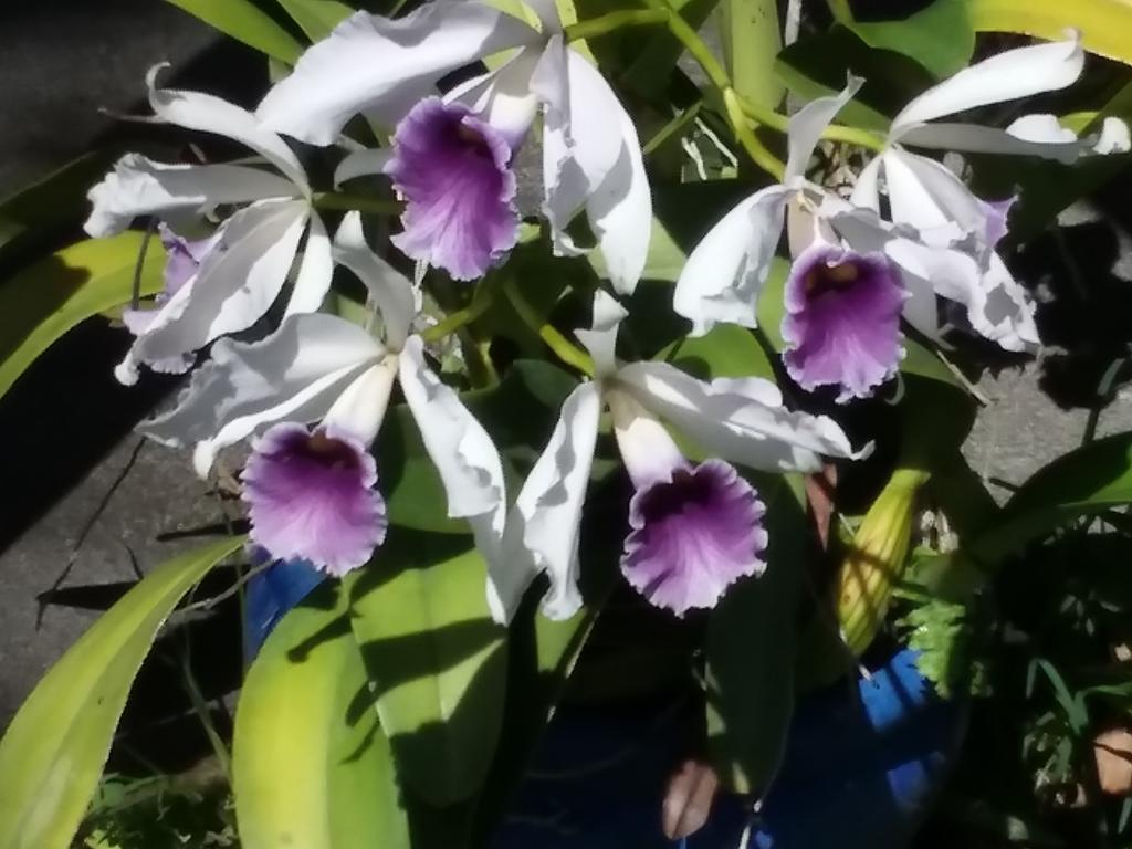 Papaikou Island Goode'S - Luxury Adult Only Accommodation Near Hilo מראה חיצוני תמונה