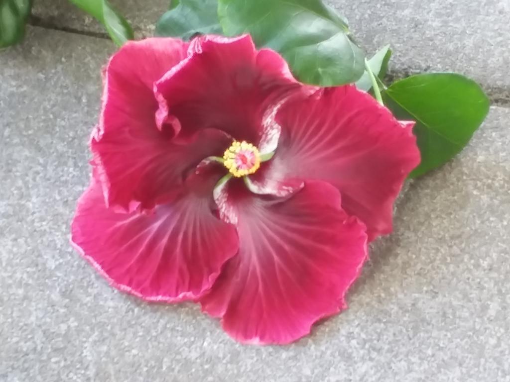Papaikou Island Goode'S - Luxury Adult Only Accommodation Near Hilo מראה חיצוני תמונה