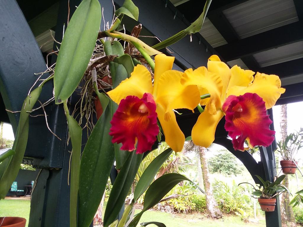 Papaikou Island Goode'S - Luxury Adult Only Accommodation Near Hilo מראה חיצוני תמונה