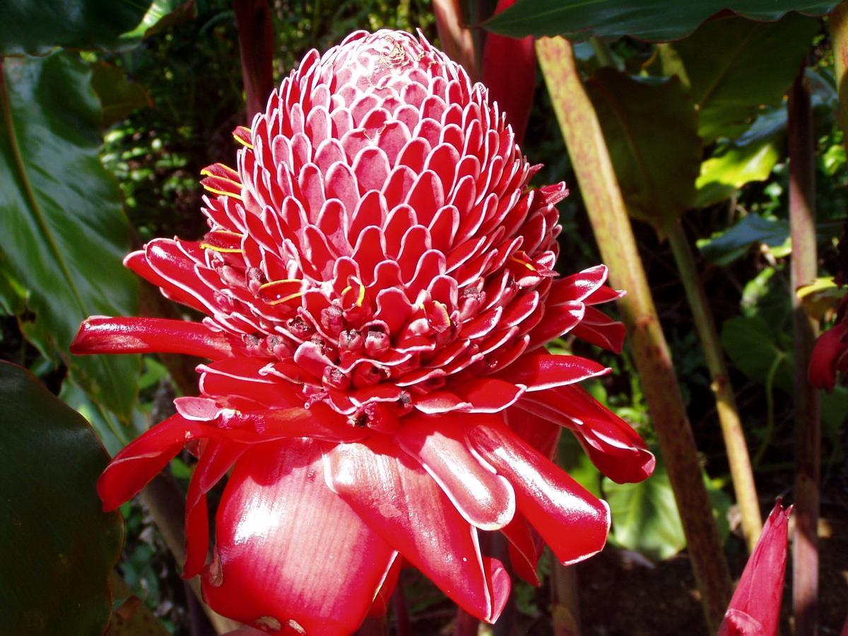 Papaikou Island Goode'S - Luxury Adult Only Accommodation Near Hilo מראה חיצוני תמונה
