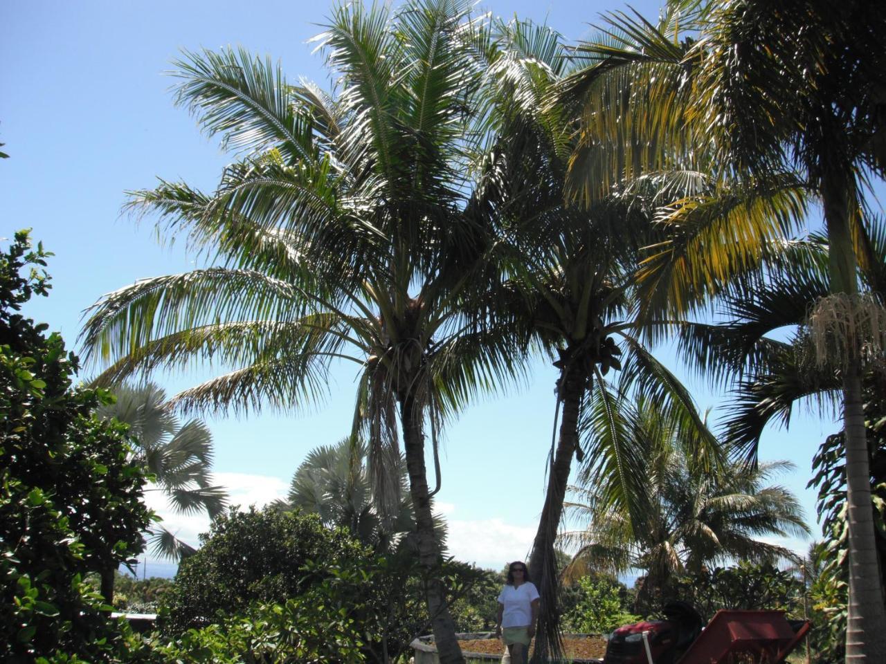 Papaikou Island Goode'S - Luxury Adult Only Accommodation Near Hilo מראה חיצוני תמונה