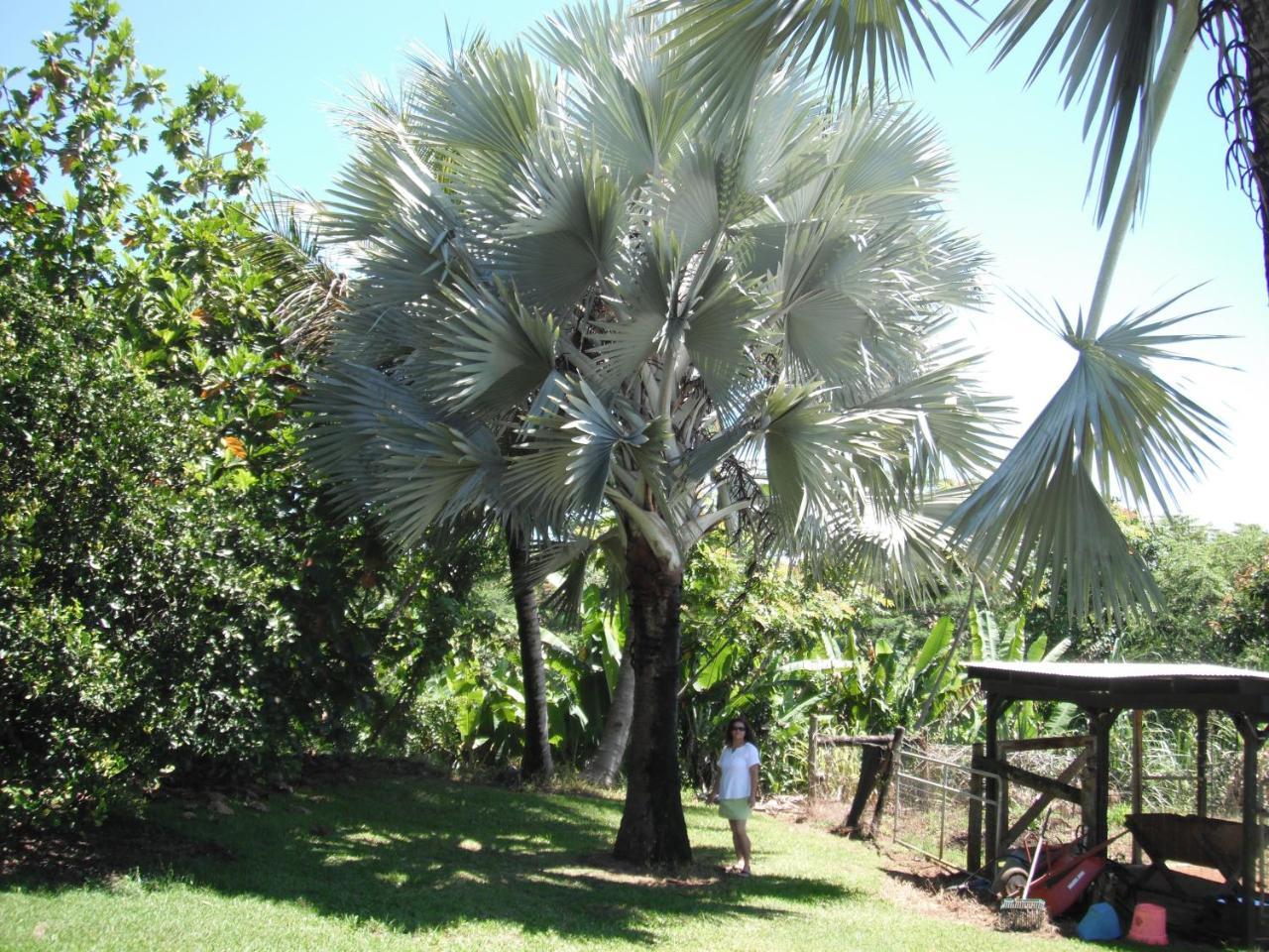 Papaikou Island Goode'S - Luxury Adult Only Accommodation Near Hilo מראה חיצוני תמונה